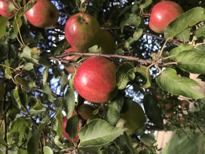 Autumn Apples