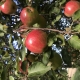 Autumn Apples