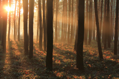 November symphony