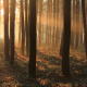 November symphony