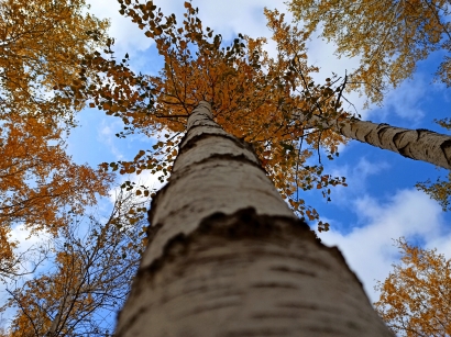 Autumn