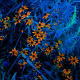 Orange and Blue
