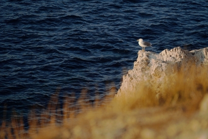 On the rocky shore