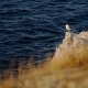 On the rocky shore
