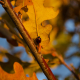 2020fallcontest