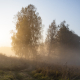 Morning fall 