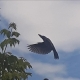 The Bird