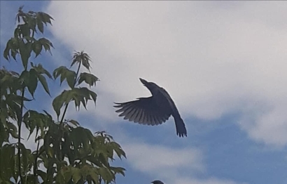 The Bird