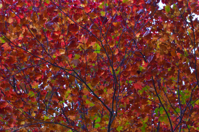 Rainbow Of Leaves 