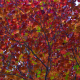 Rainbow Of Leaves 