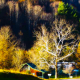New England Fall