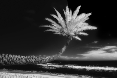 Palm Tree