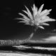 Palm Tree