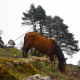 The Horse