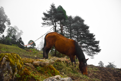 The Horse