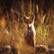 Sunset Fox