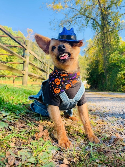 Smiling Yorkie (Yogi)