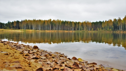 Осенний лес