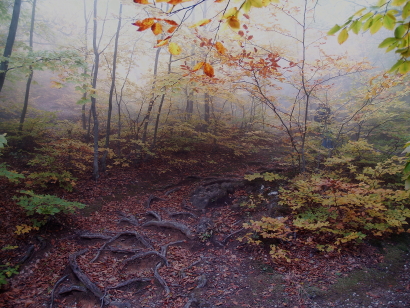 Autumn in the beech forest.
