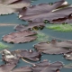 Water llilly by crb
