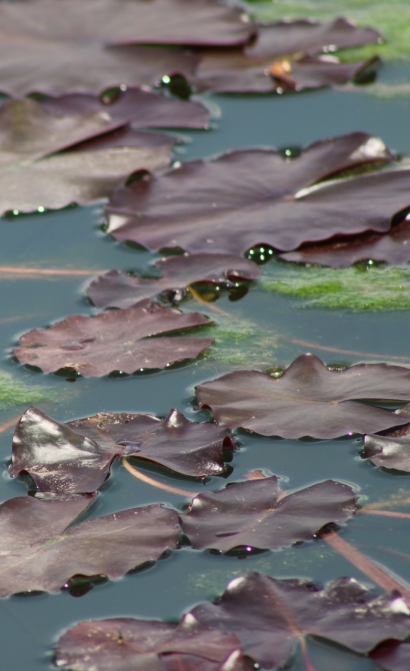 Water llilly by crb