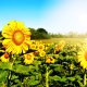 Sunflower Field 