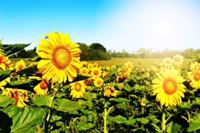 Sunflower Field