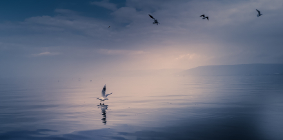 Seagulls in the lake
