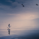 Seagulls in the lake 