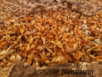Fallen flowers