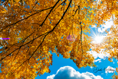 Fall Colors