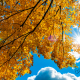 Fall Colors