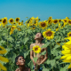 Smile Of Sunflowers