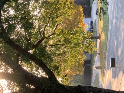 Fall photo