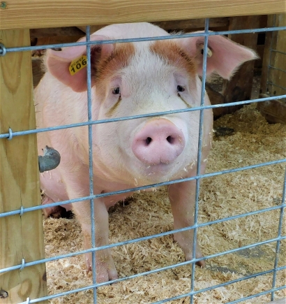 Little pig