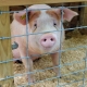 Little pig