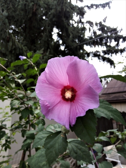 Pink flower