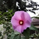 Pink flower 