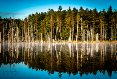 Morning Reflection
