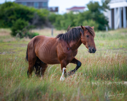 OBX Wild Stallion 2019