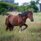 OBX Wild Stallion 2019