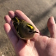 The bird 