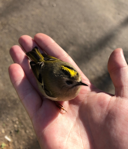 The bird 