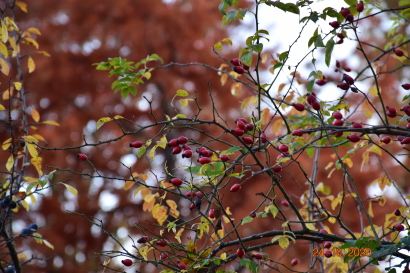 Rose hips in fall