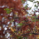 Rose hips in fall