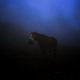Horse in the dusk