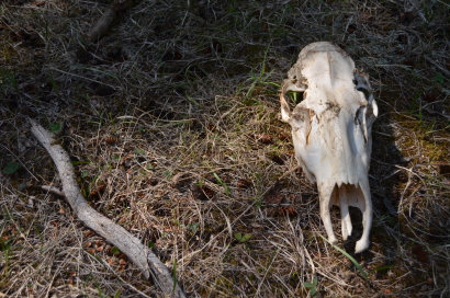 Bones to Earth