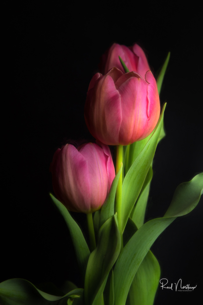 Simple Tulip