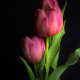 Simple Tulip 