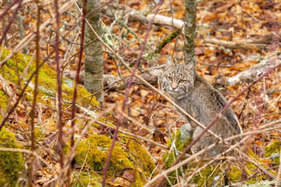 Wild Bob Cat